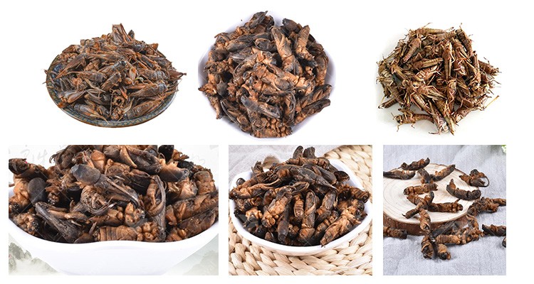 Industrial Microwave Grasshopper Locust Edible Insects Drying and Dehydration Machine