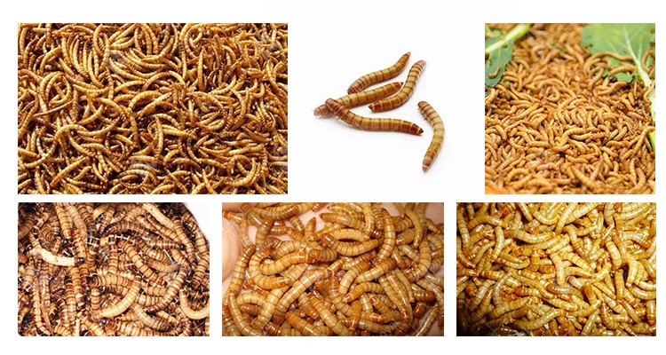 Bread Worm Dryer Tenebrio Molitor Insect Zophobas Atratus Microwave Drying Machine