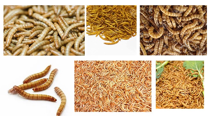 Bread Worm Dryer Tenebrio Molitor Insect Zophobas Atratus Microwave Drying Machine